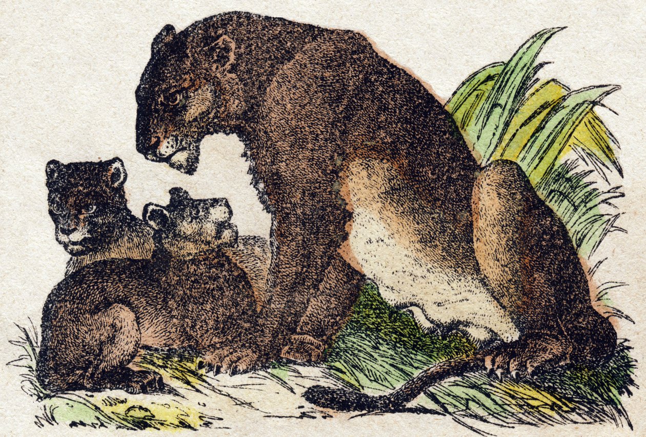 اللبؤة. نقش في "" Alphabet des animaux sauvages "". 9th الدوري. صور إبينال ، بيليرين ، ناشر طابعة ، حوالي عام 1870. نقوش على الخشب ، مطبوعة. 16 صفحة. الأبعاد: 20 × 15 سم. مجموعة خاصة بواسطة المدرسة الفرنسية