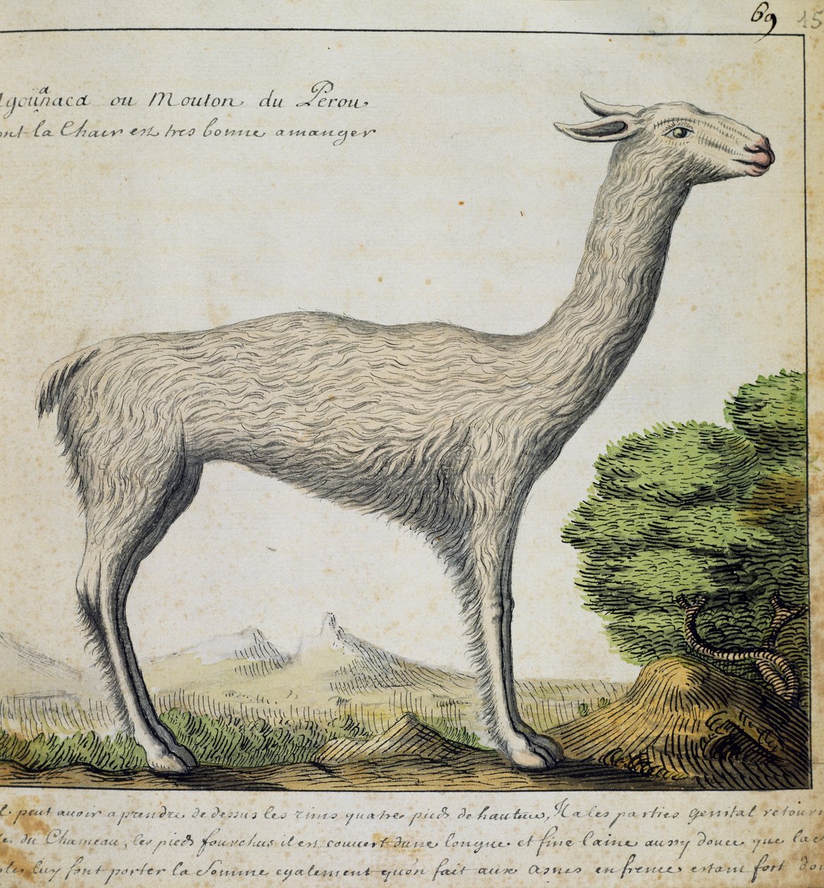 Llama, Peru, watercolour from log book by Jacques Gouin de Beauchesne (1652-1730), captain of Compagnie royale de la Mer du Sud, from 1698 to 1701, France بواسطة المدرسة الفرنسية