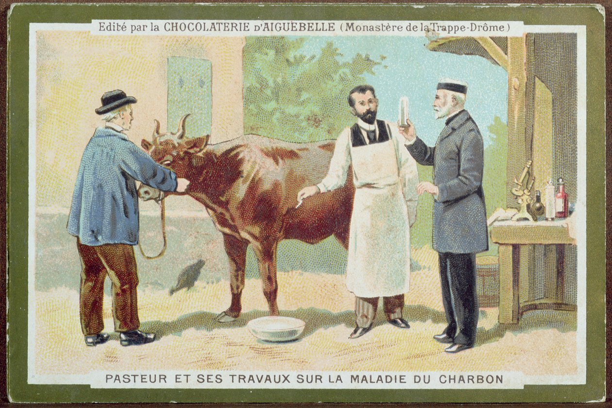 لويس باستور (1822-1895) يحقق في الجمرة الخبيثة ، بطاقة إعلانية من Chocolaterie dAiguebelle بواسطة المدرسة الفرنسية