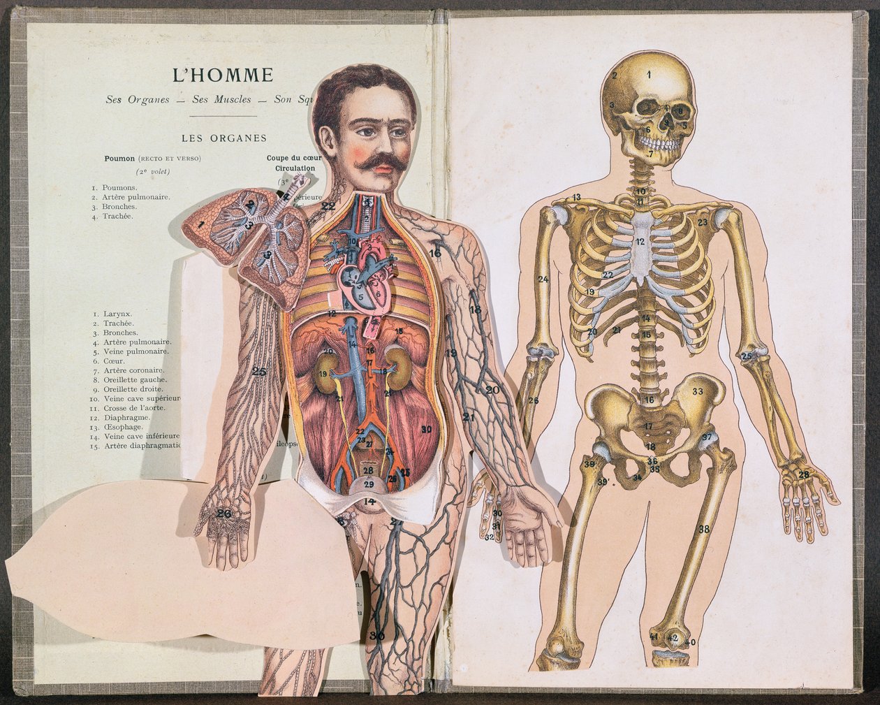رجل وأعضائه وعضلاته وهيكله العظمي من Anatomie Elementaire للدكتور ليليفر بواسطة المدرسة الفرنسية