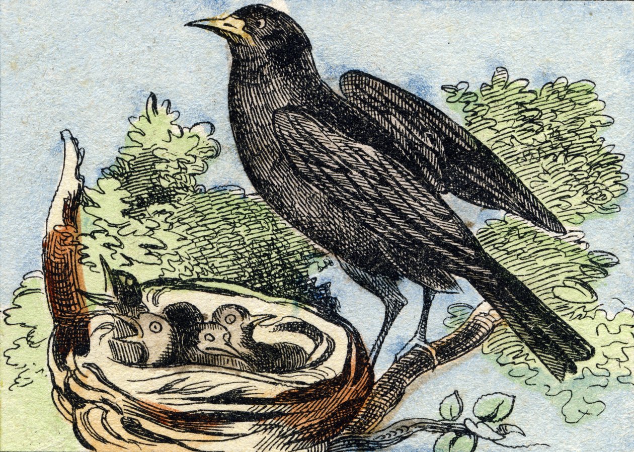 ميرل. نقش في "Buffon Alphabet des Oiseaux n 2". 3rd Serie N 2. تصوير إبينال ، إبينال ، أواخر القرن التاسع عشر. 16 صفحة. قاتمة: 28x21 سم بواسطة المدرسة الفرنسية