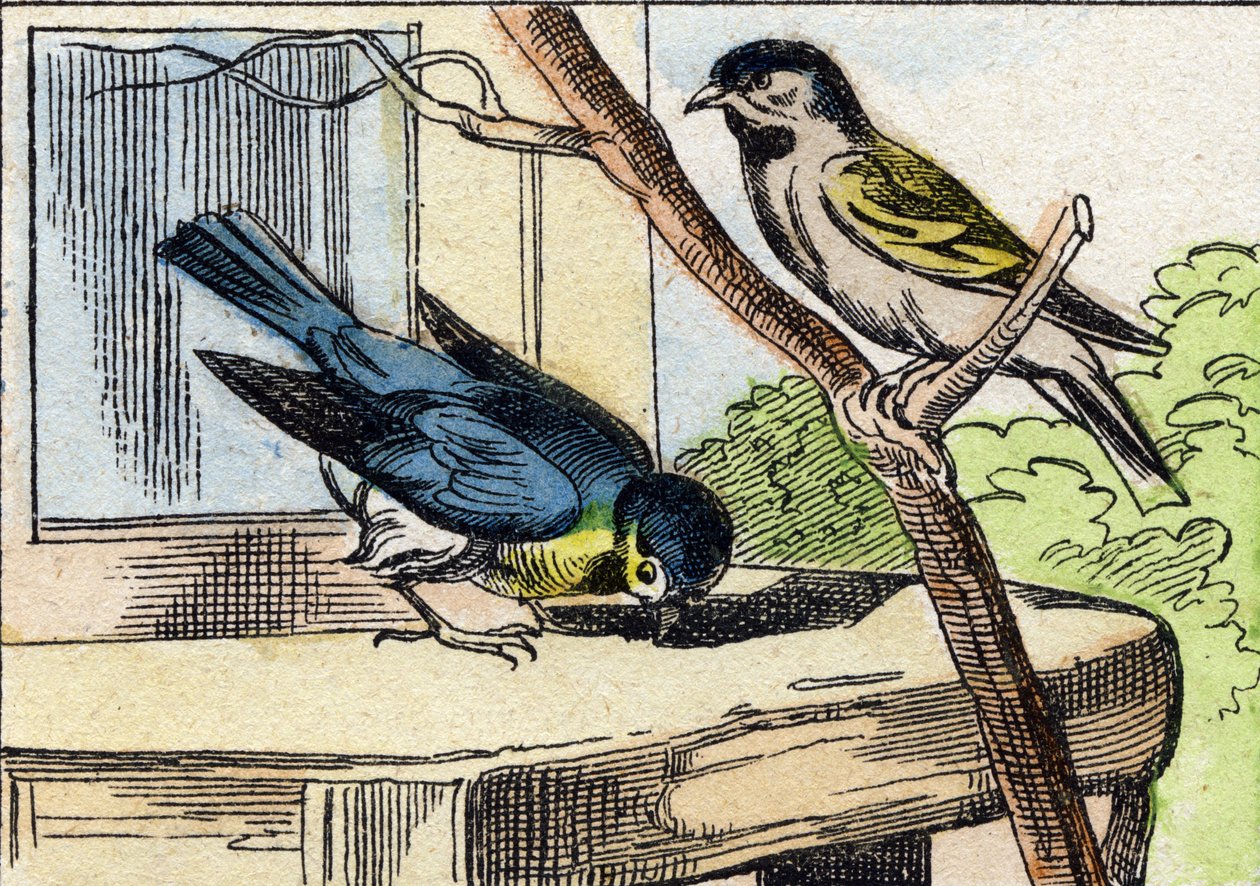 ميسانج. نقش في "Buffon Alphabet des Oiseaux n 1". 3rd Serie N 1. تصوير إبينال ، إبينال ، أواخر القرن التاسع عشر. 16 صفحة. قاتمة: 28x21 سم بواسطة المدرسة الفرنسية