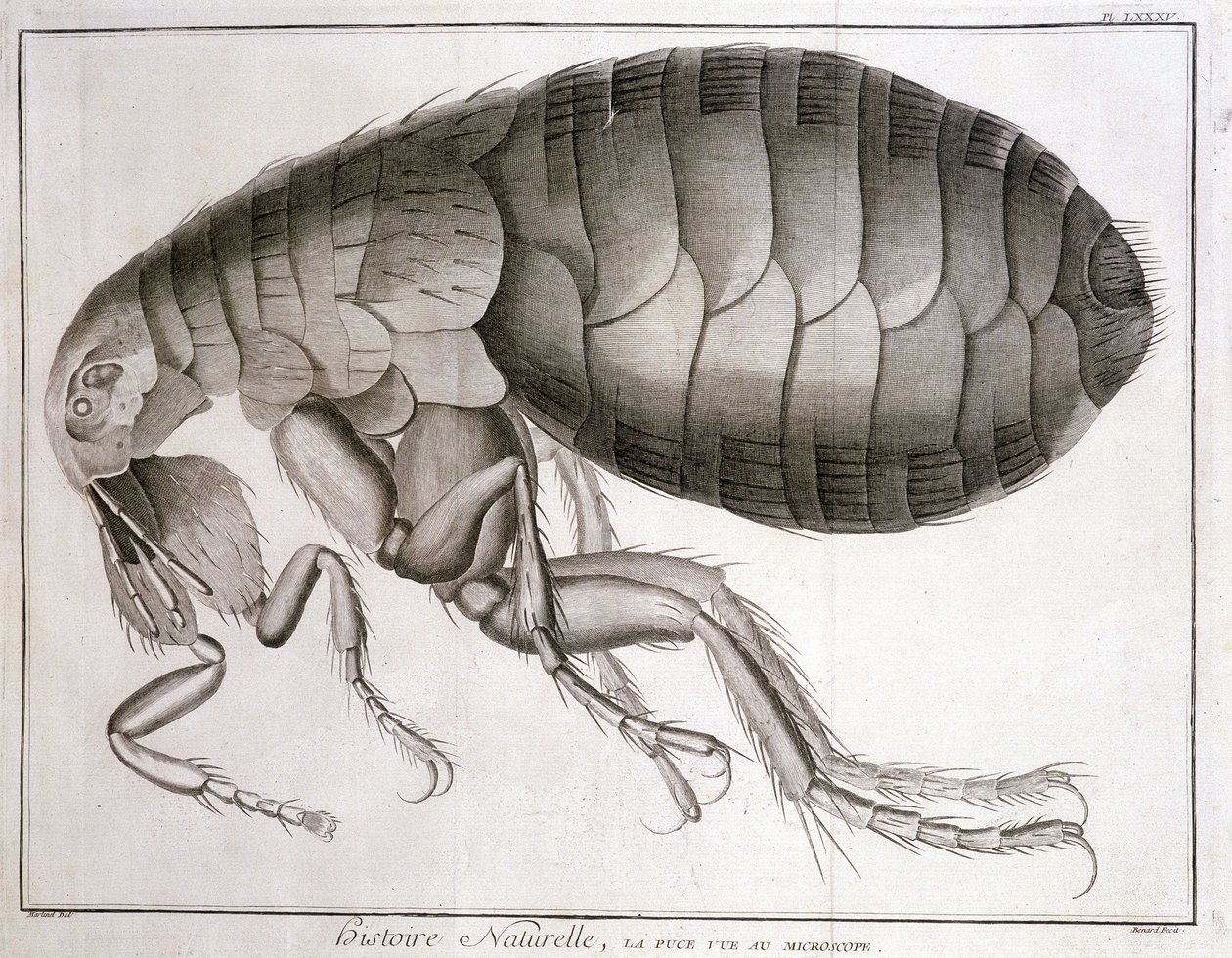 Microscope - in “Encyclopedia””, Diderot et d