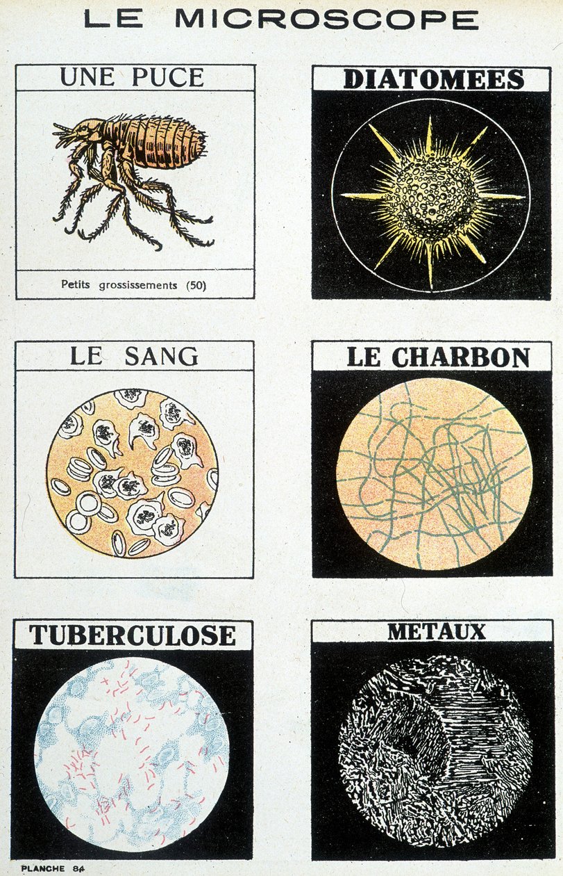 Microscopes: a chip, diatoms, blood, coal, tuberculosis, metals. بواسطة المدرسة الفرنسية