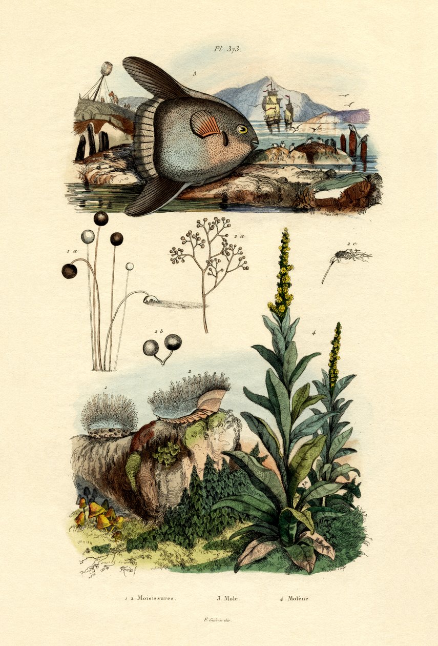 العفن ، 1833-1839 بواسطة المدرسة الفرنسية