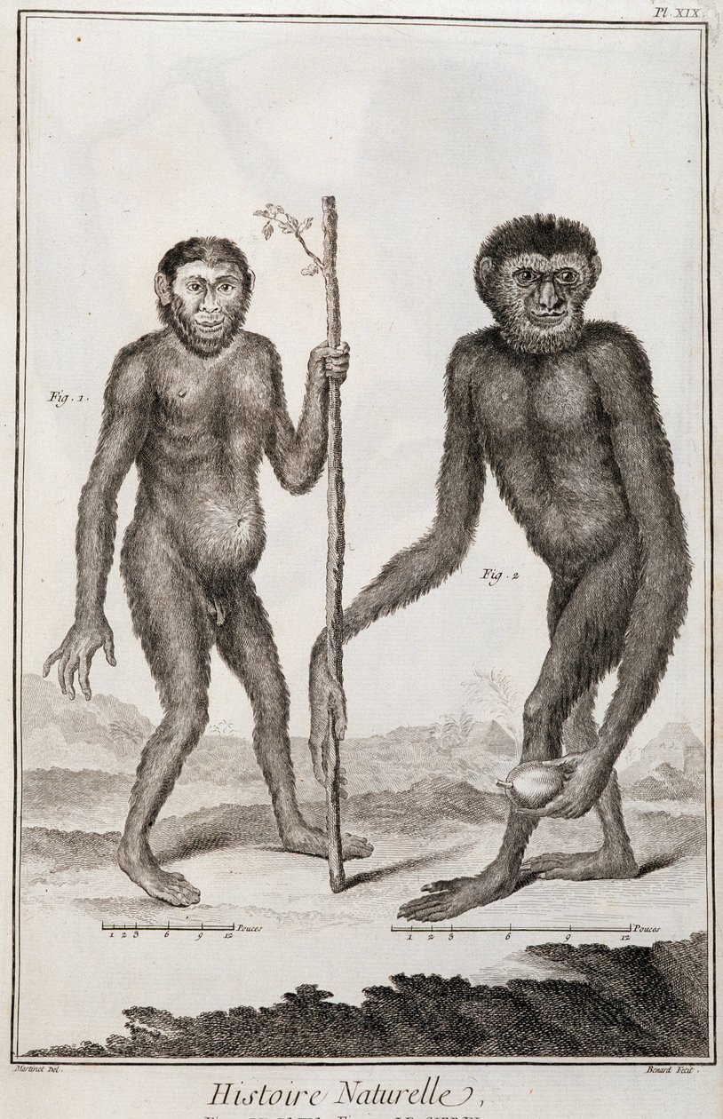 القرود Jocko و Gibbon بواسطة المدرسة الفرنسية