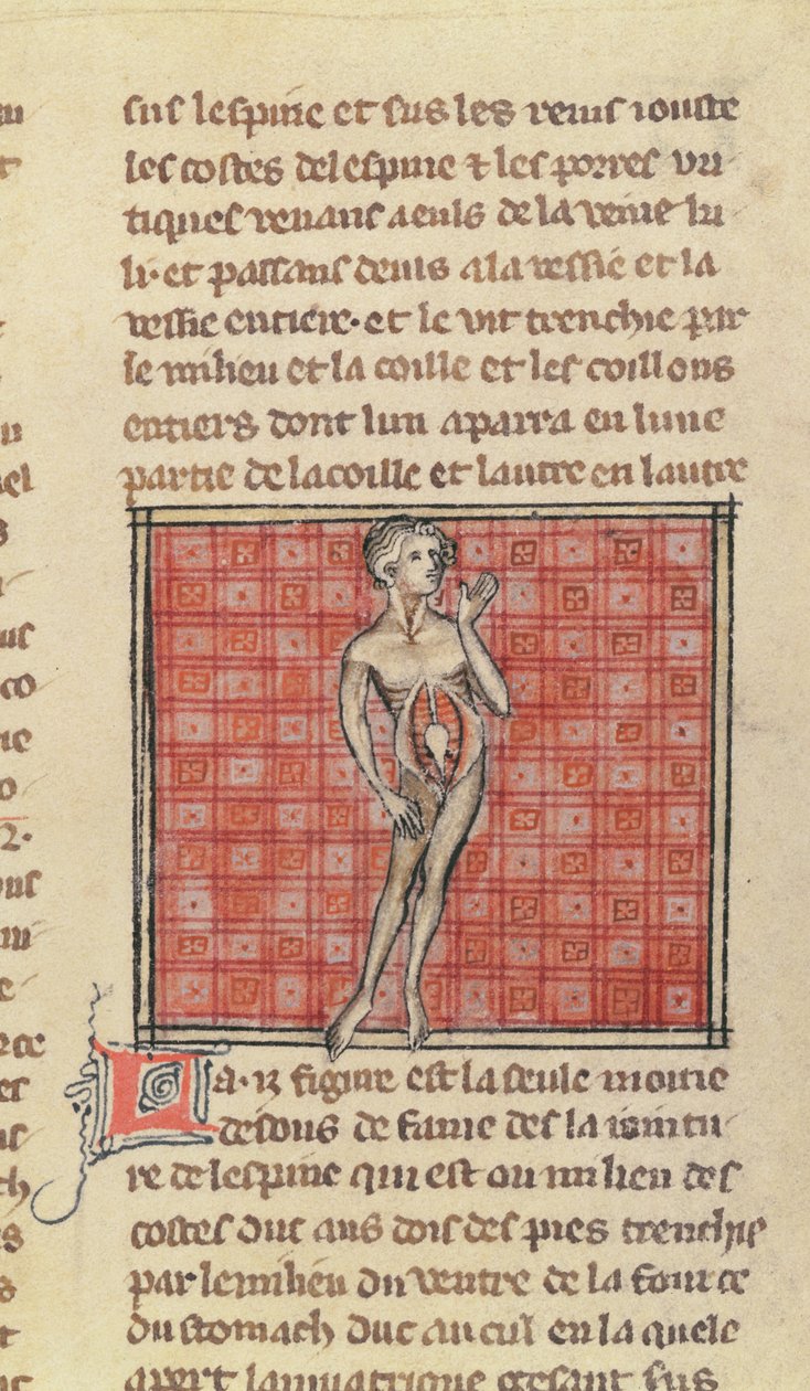 Ms 2030 fol.29 شخصية تشريحية ، من La Chirurgie de Maitre Henri de Mondeville بواسطة المدرسة الفرنسية