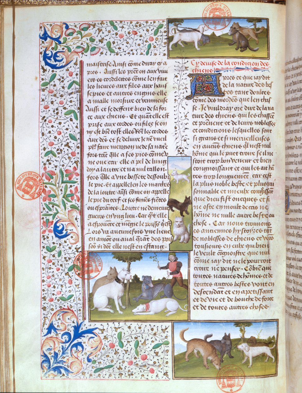 Ms 3717 كلاب صيد ، من Livre de la Chasse بواسطة Gaston Phebus de Foix (1331-1391) (رق) بواسطة المدرسة الفرنسية