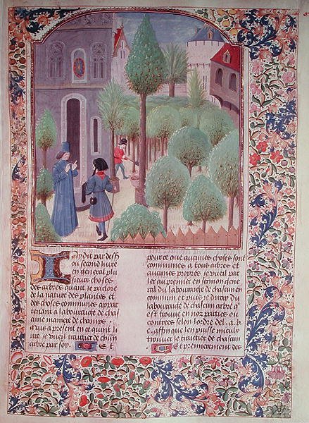 السيدة 5064 fol.105r زراعة الأشجار ، من Livre des Prouffitz Champestres بواسطة Pietro de Crescenzi (1230-132021) بواسطة المدرسة الفرنسية
