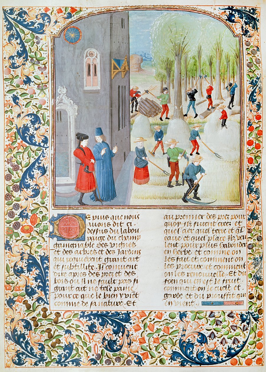 Ms 5064 fol.198v قطع الأشجار والحصاد ، من Livre des Prouffitz Champestres للكاتب Pietro de Crescenzi (1230-132021) بواسطة المدرسة الفرنسية