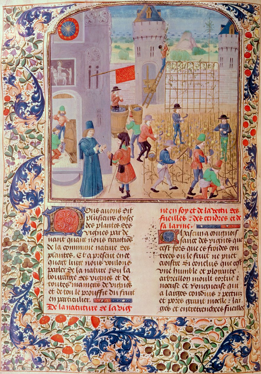السيدة 5064 fol.68v العمل في الكرم ، من Livre des Prouffitz Champestres للكاتب Pietro de Crescenzi (1230-1321) بواسطة المدرسة الفرنسية