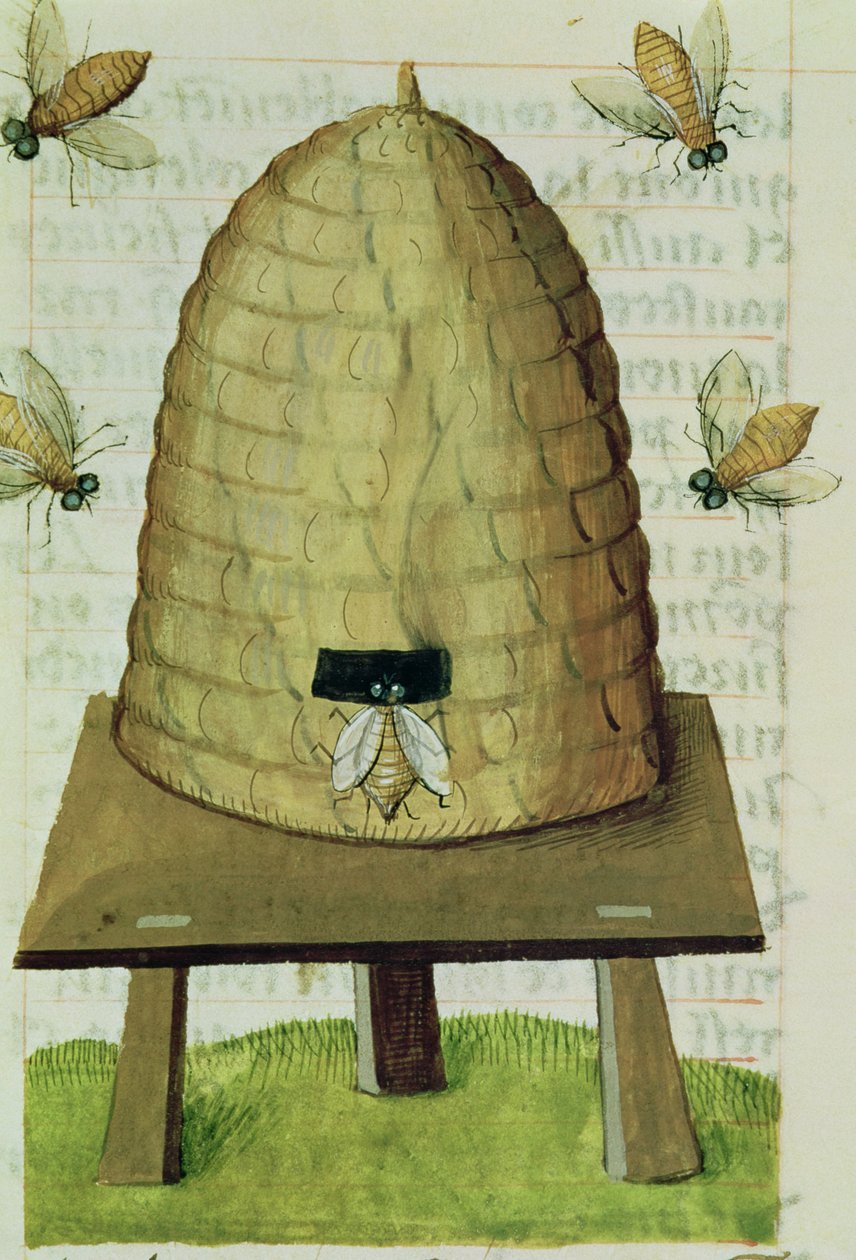 السيدة 59 fol.111r خلية النحل والنحل من Grand Herbier بواسطة المدرسة الفرنسية