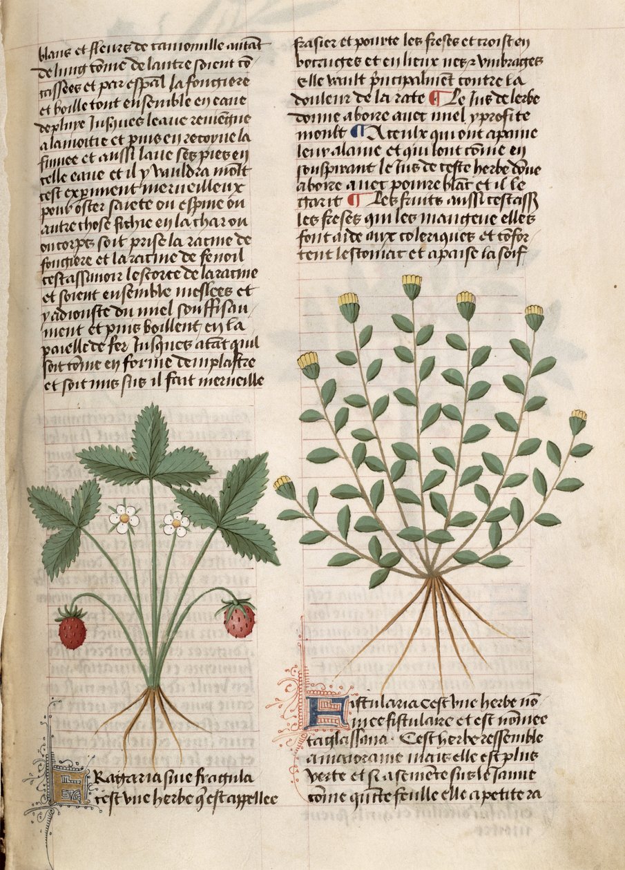 السيدة Est 28 M 5.9 fol.75r نبات الفراولة ، من "Grand Herbier" بواسطة Pedanius Dioscorides (c.40-90 م) بواسطة المدرسة الفرنسية