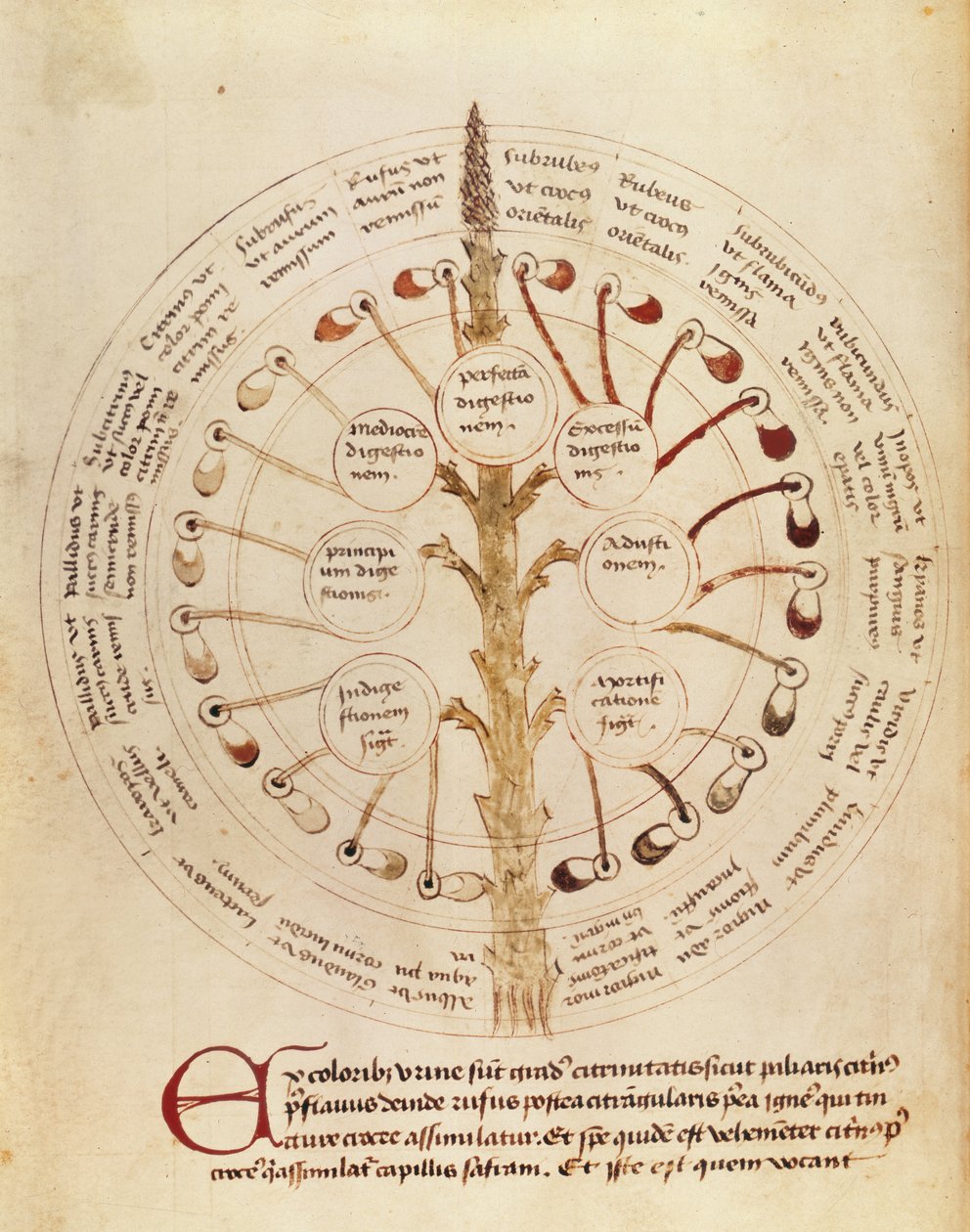 Ms Lat 11229 fol. 19r Table لتحليل البول ، من Petit Traite dhygiene et Medecine بواسطة المدرسة الفرنسية