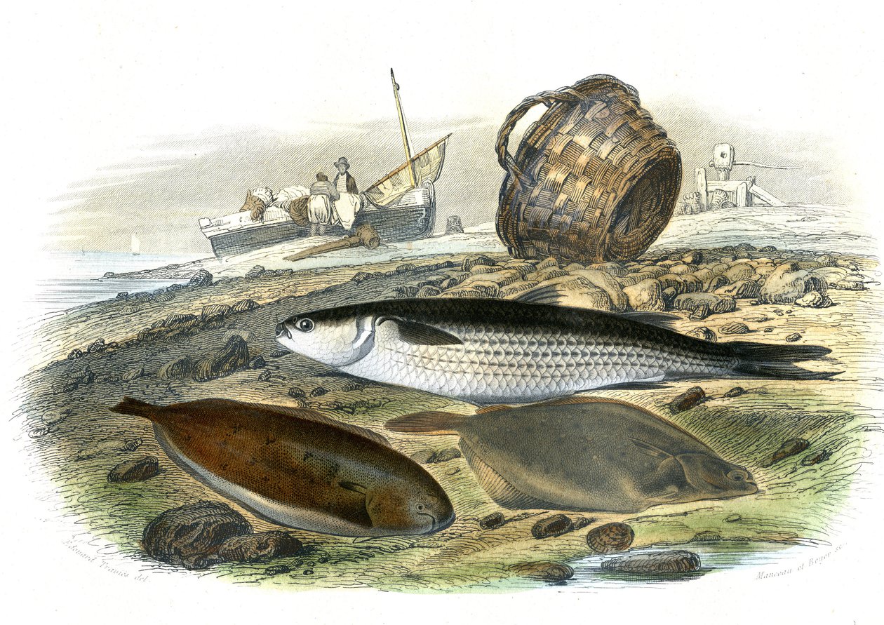 البوري (Mugilidae)، عباد الشمس (Solea Vulgaris)، Limand (Microstomus Kitt) - لوحة مستخرجة من التاريخ الطبيعي لبرنارد جيرمان دي لاسيبيدي (1856-1925)، طبعة P.Furme، باريس بواسطة المدرسة الفرنسية