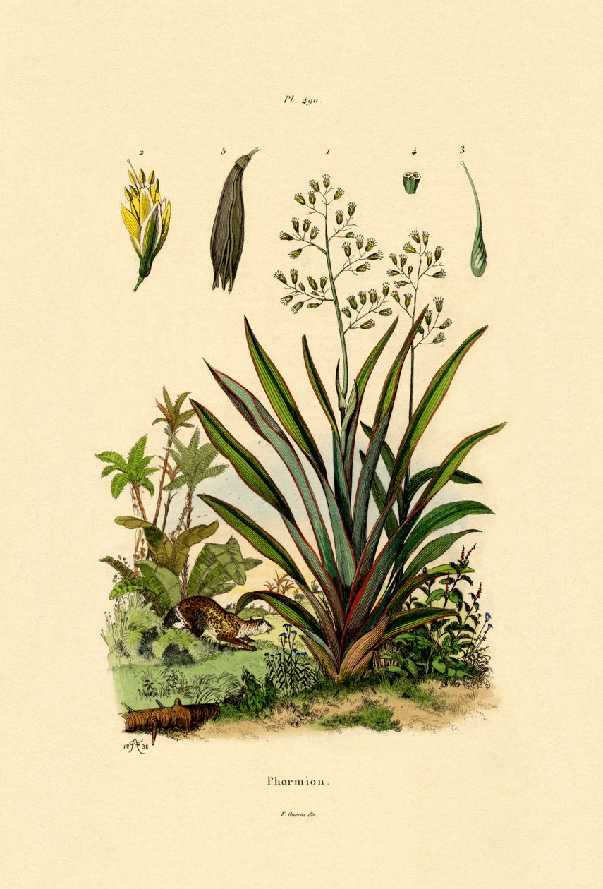 نيوزيلندا الكتان ، 1833-1839 بواسطة المدرسة الفرنسية