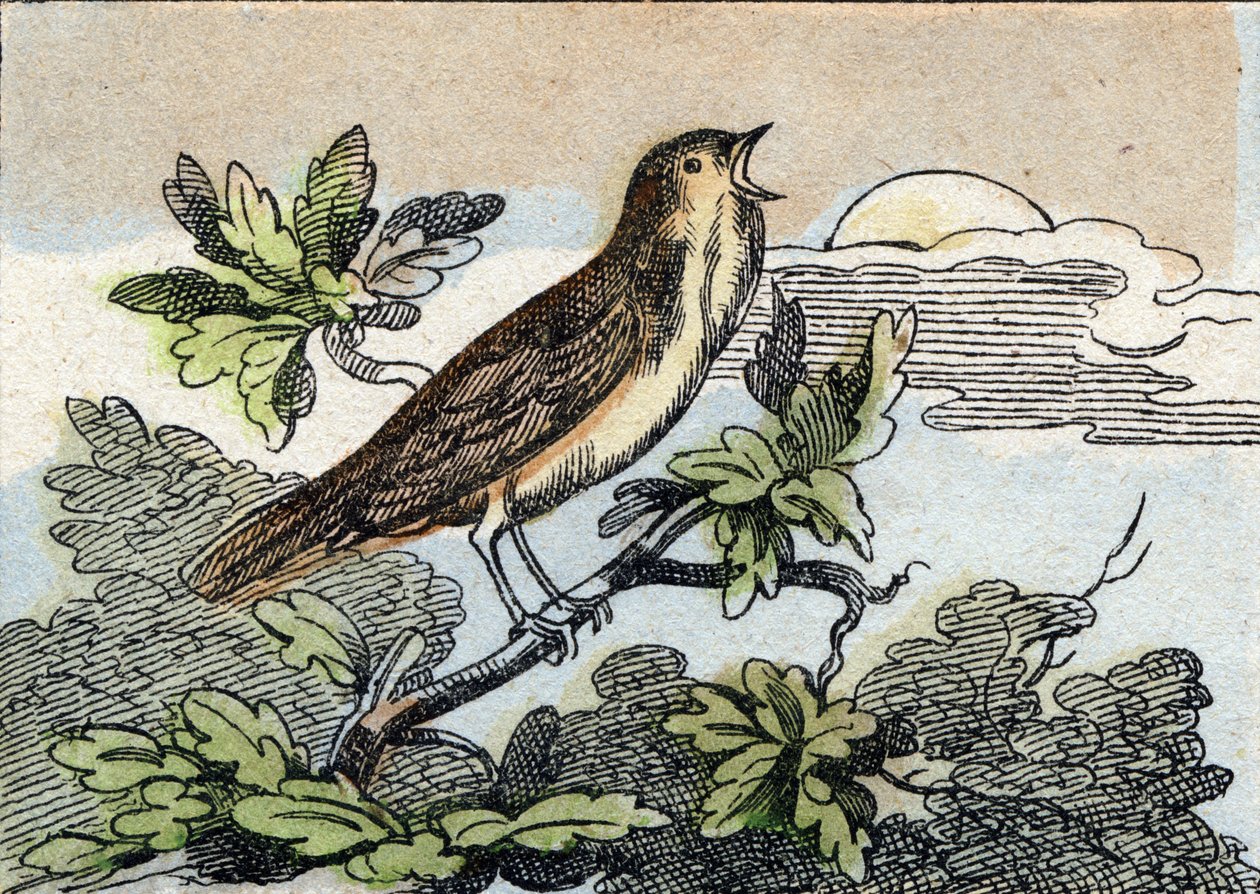 العندليب. نقش في "Buffon Alphabet des Oiseaux n 1". 3rd Serie N 1. تصوير إبينال ، إبينال ، أواخر القرن التاسع عشر. 16 صفحة. قاتمة: 28x21 سم بواسطة المدرسة الفرنسية