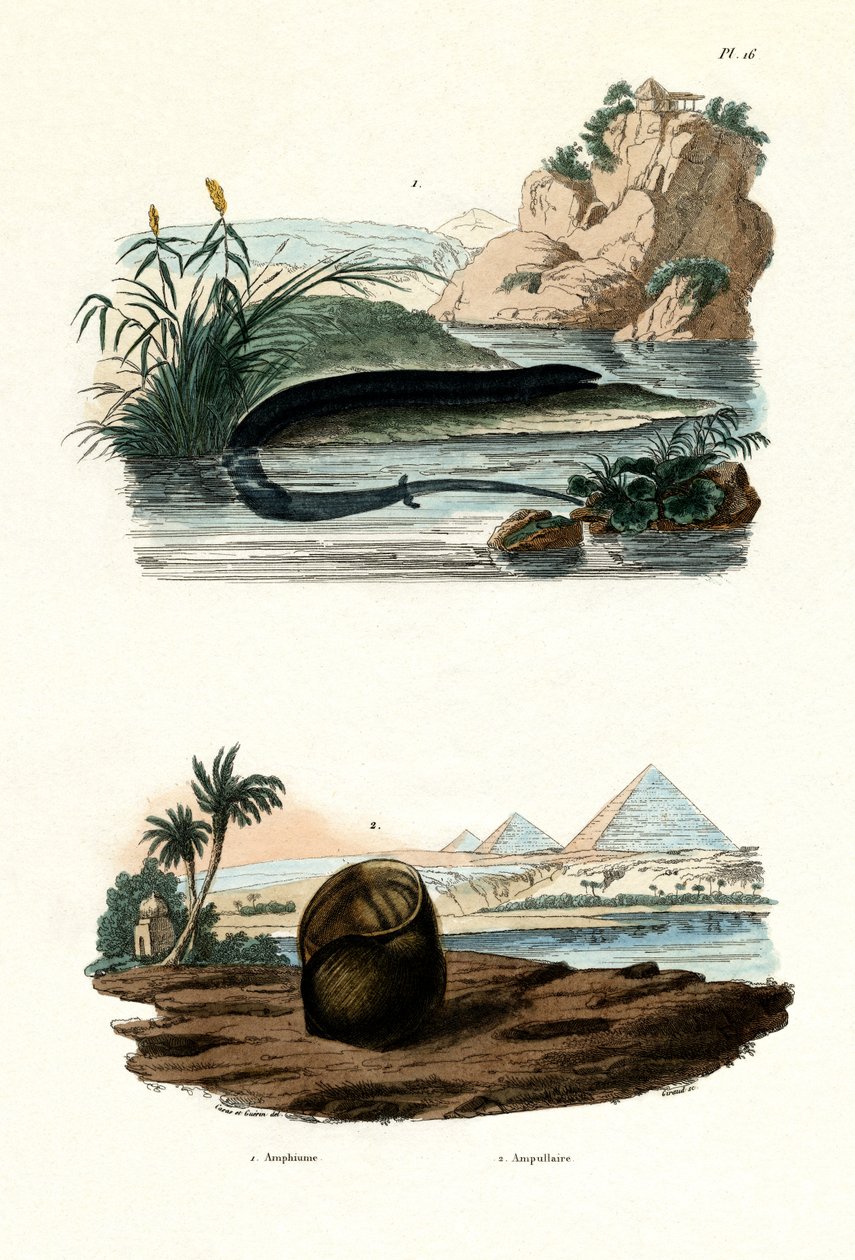 أمفيوما أحادية الأصابع ، 1833-1839 بواسطة المدرسة الفرنسية