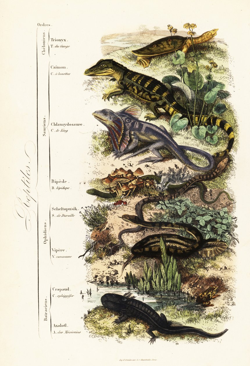 ترتيب الزواحف: سلحفاة رخوة هندية ضعيفة ، Nilssonia gangetica ، caiman المذهل ، Caiman crocodilus ، سحلية مكشكشة ، Chlamydosaurus kingii ، قدم متقشرة شائعة ، Pygopus lepidopudus ، سحلية زجاجية أوروبية ، Pseudopus apodus ، أفعى مشتركة ، بواسطة المدرسة الفرنسية