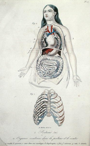 أعضاء في الصدر والمعدة ، من "Hygiene et Maladies de la Poitrine et de la Voix" بواسطة H. Croshiles ، باريس بواسطة المدرسة الفرنسية