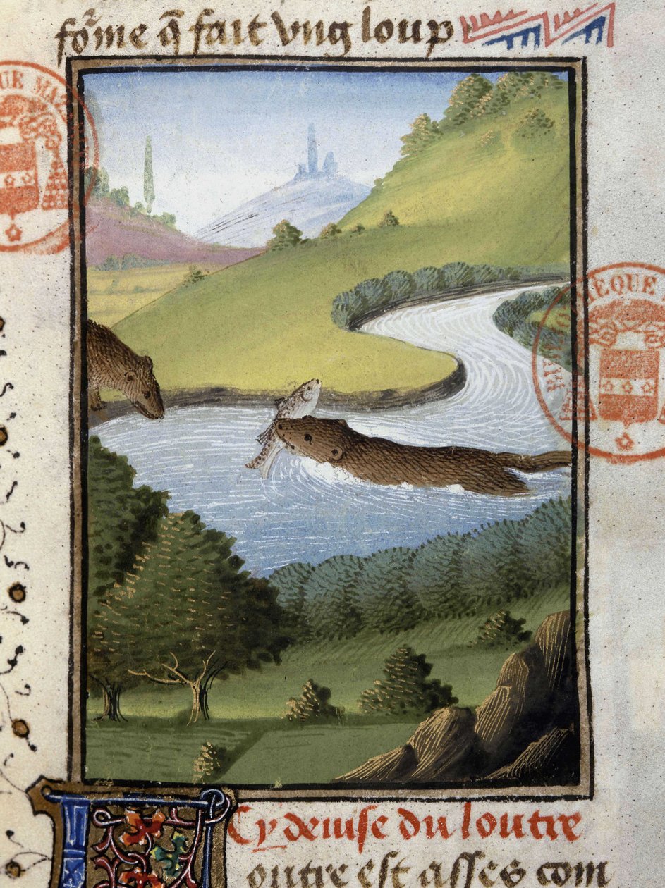 Otter - in “” Hunting Book of Gaston Phoebus, Count of Foix, Lord of Béarn”” بواسطة المدرسة الفرنسية