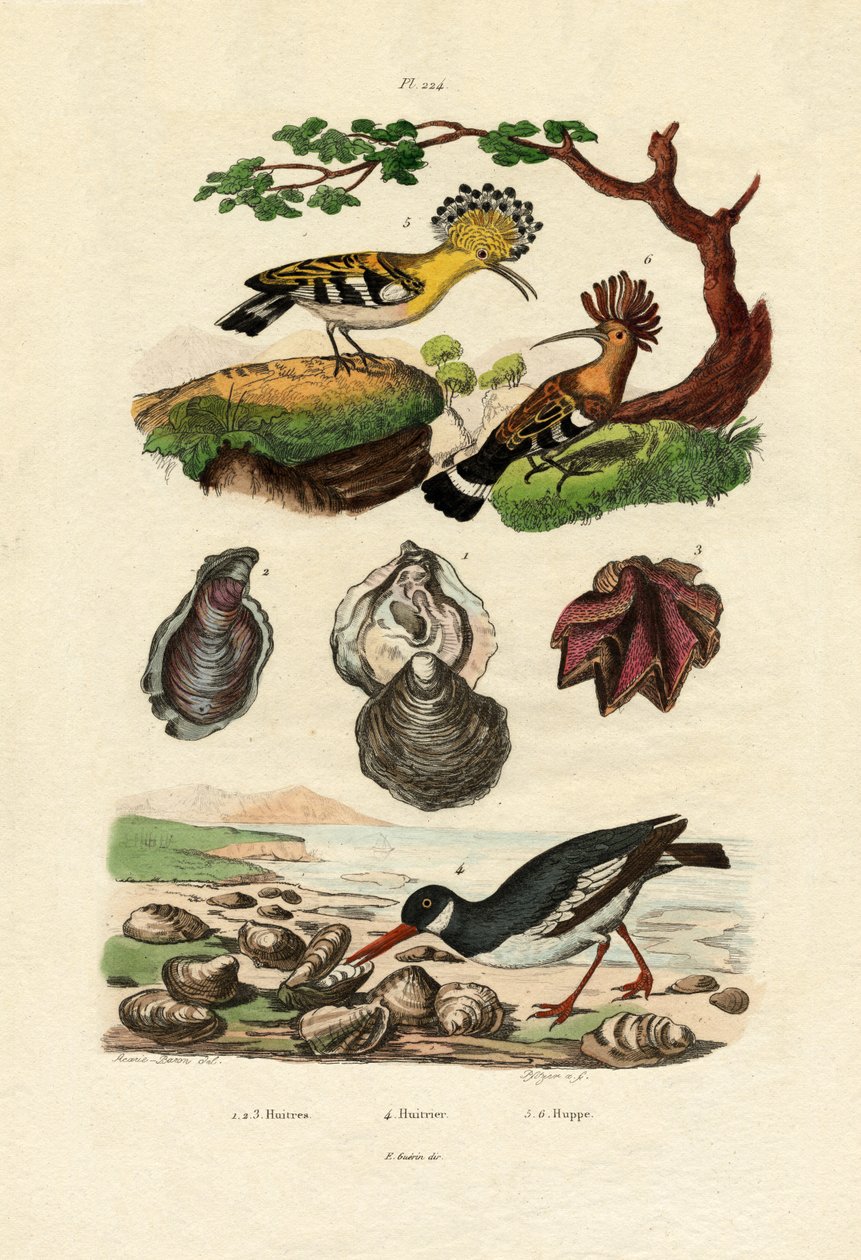 المحار ، 1833-1839 بواسطة المدرسة الفرنسية