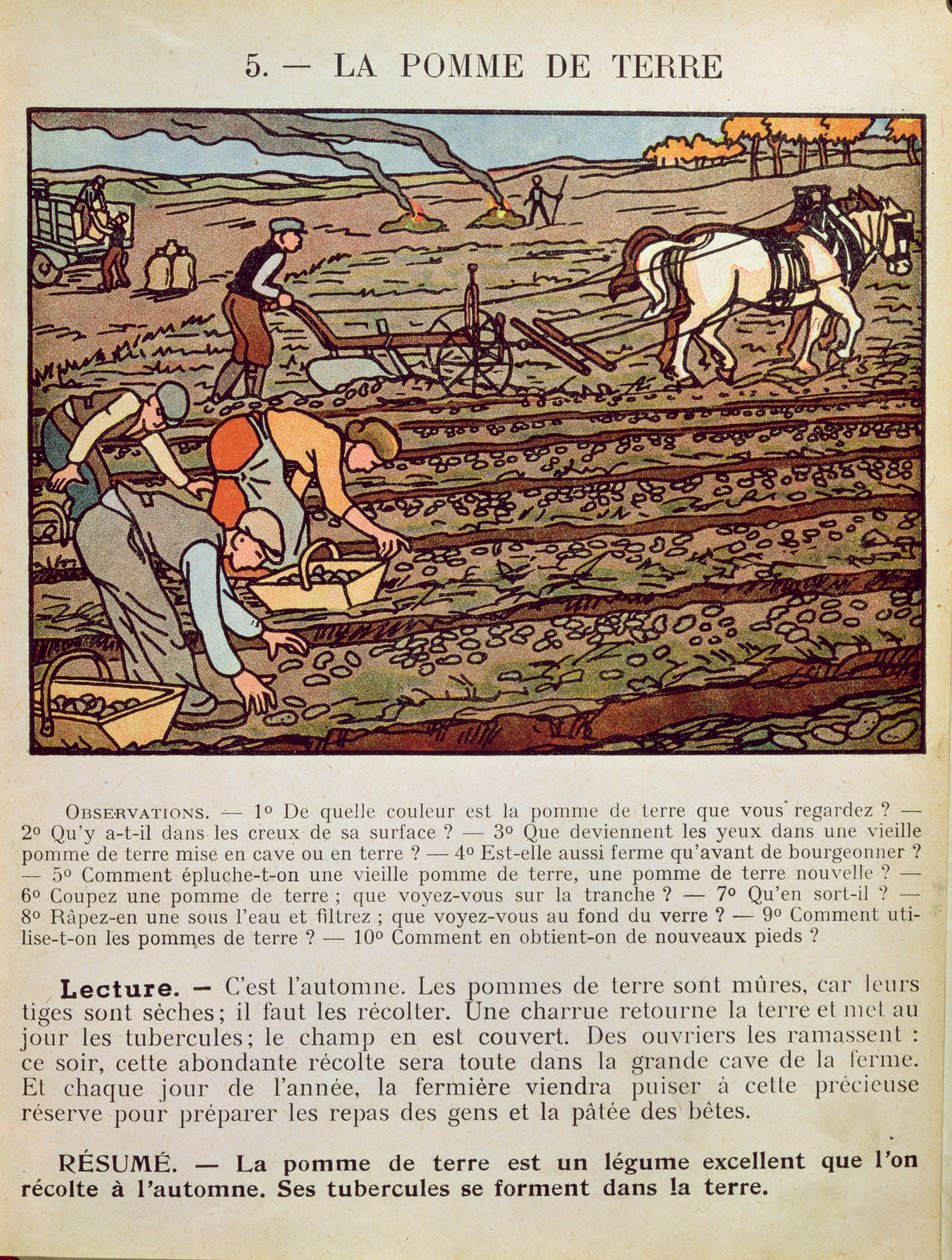 صفحة من كتاب مدرسي يوضح زراعة البطاطس ، ج .1910 بواسطة المدرسة الفرنسية