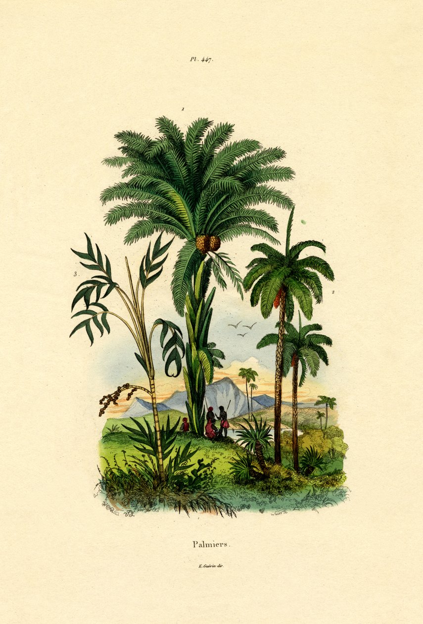 أشجار النخيل ، 1833-1839 بواسطة المدرسة الفرنسية