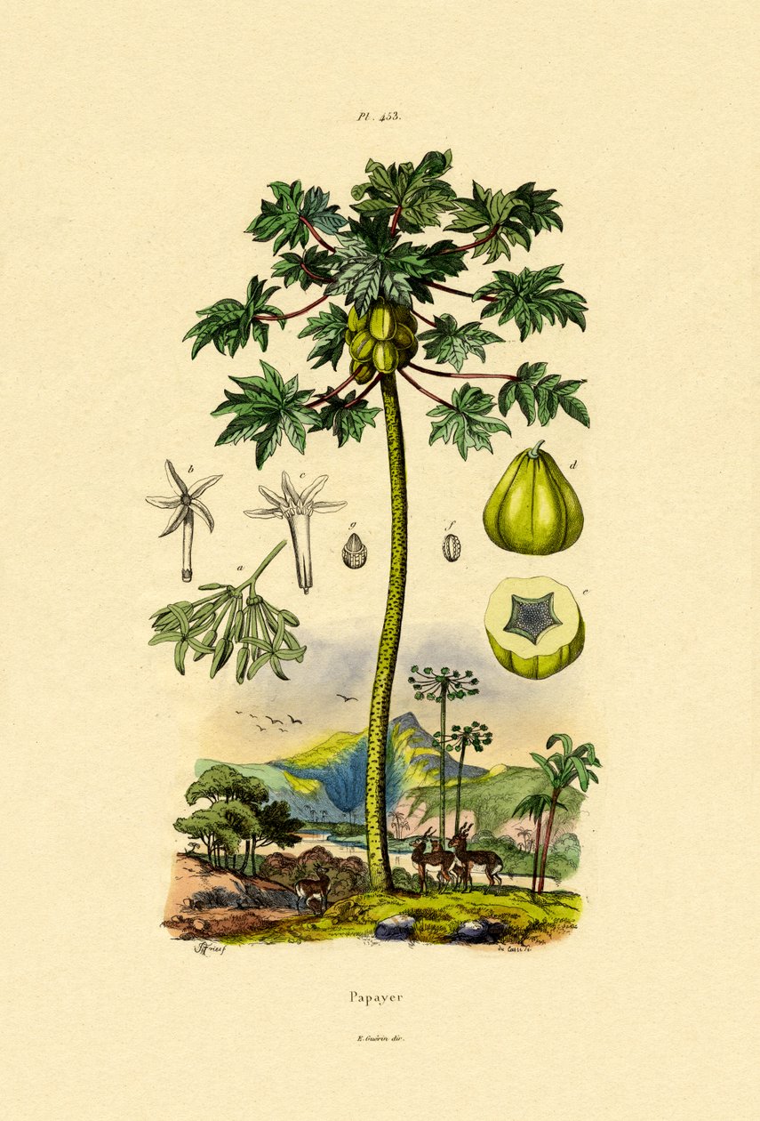 البابايا ، 1833-1839 بواسطة المدرسة الفرنسية