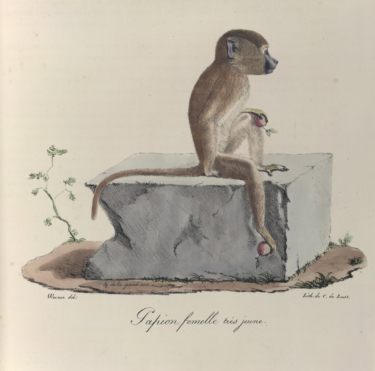 أنثى صغيرة جدًا من Papion ، قرد بابوني ، من 'Histoire naturelle des Mammifères' (لون ليثو) بواسطة المدرسة الفرنسية