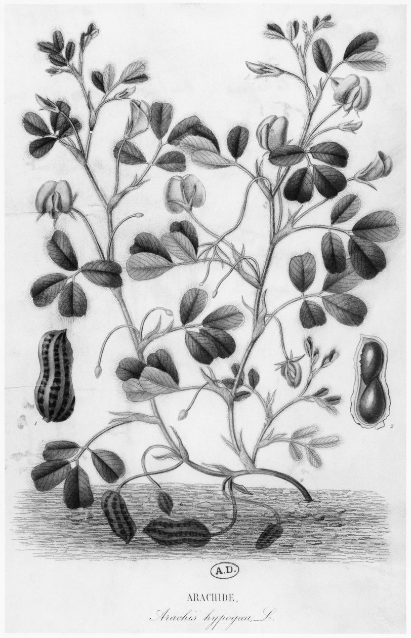 الفول السوداني (Arachis hypogaea) بواسطة المدرسة الفرنسية