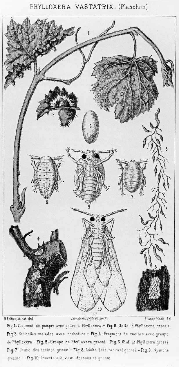 Phylloxera Vastatrix ، ج. 1850 بواسطة المدرسة الفرنسية