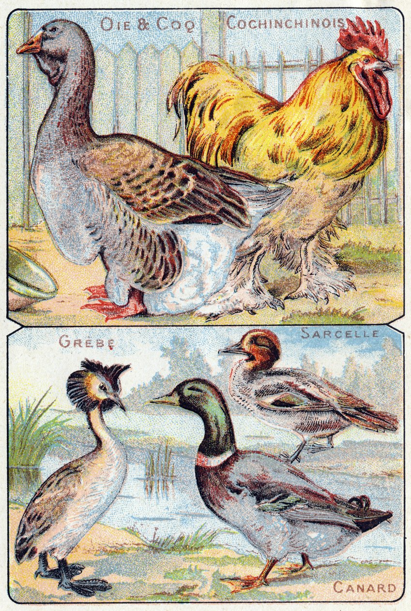 اللوحة 2 أعلى: أوزة وديك وصينية ؛ الأسفل: Grebe ، Teal ، Duck. نقش "الأبجدية المقطعية للطيور والزواحف" ". Serie A. Pellerin et Cie، printers-publishers، Epinal، أواخر القرن التاسع عشر. الطباعة الحجرية الملونة. ألبوم إعلان صغير مكون من 8 صفحات بواسطة المدرسة الفرنسية