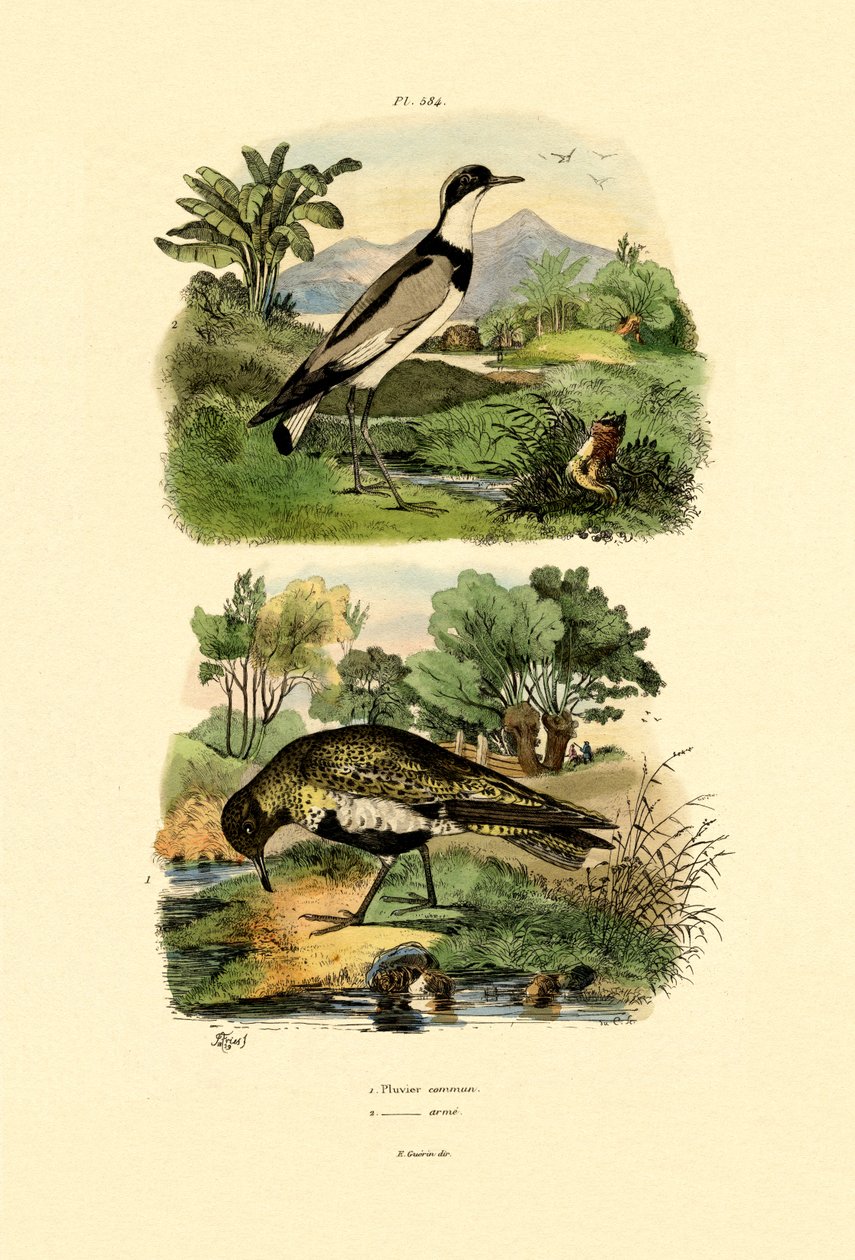 بلوفر ، 1833-1839 بواسطة المدرسة الفرنسية
