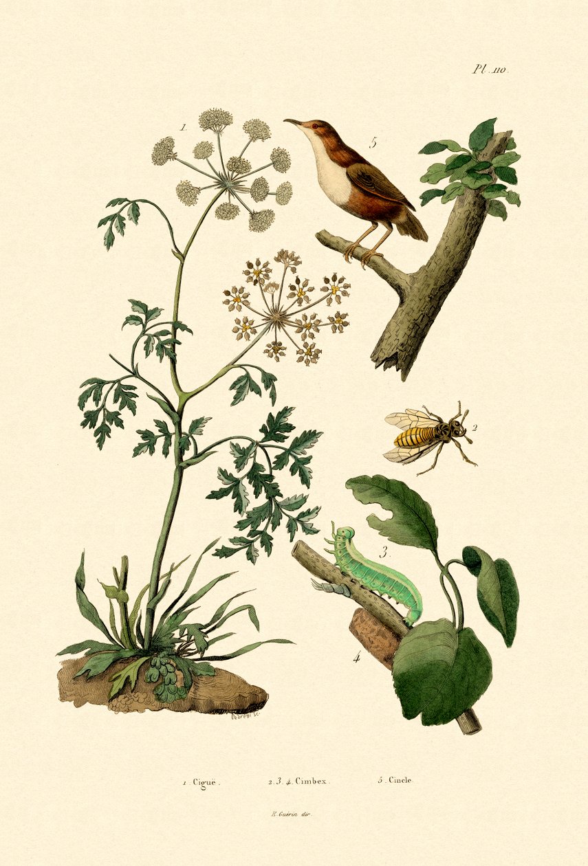 السم Hemlock ، 1833-1839 بواسطة المدرسة الفرنسية