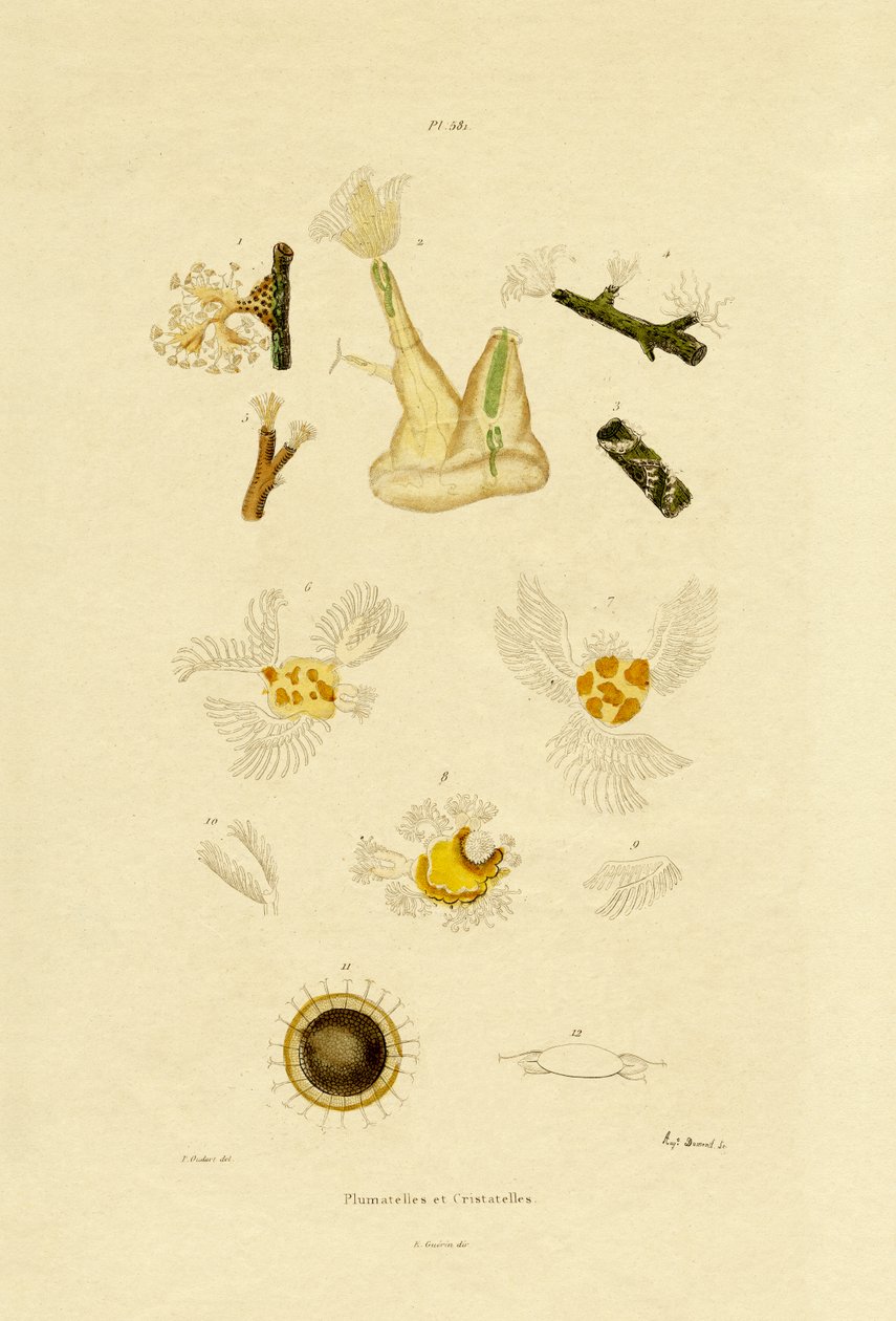 بوليب ، 1833-1839 بواسطة المدرسة الفرنسية