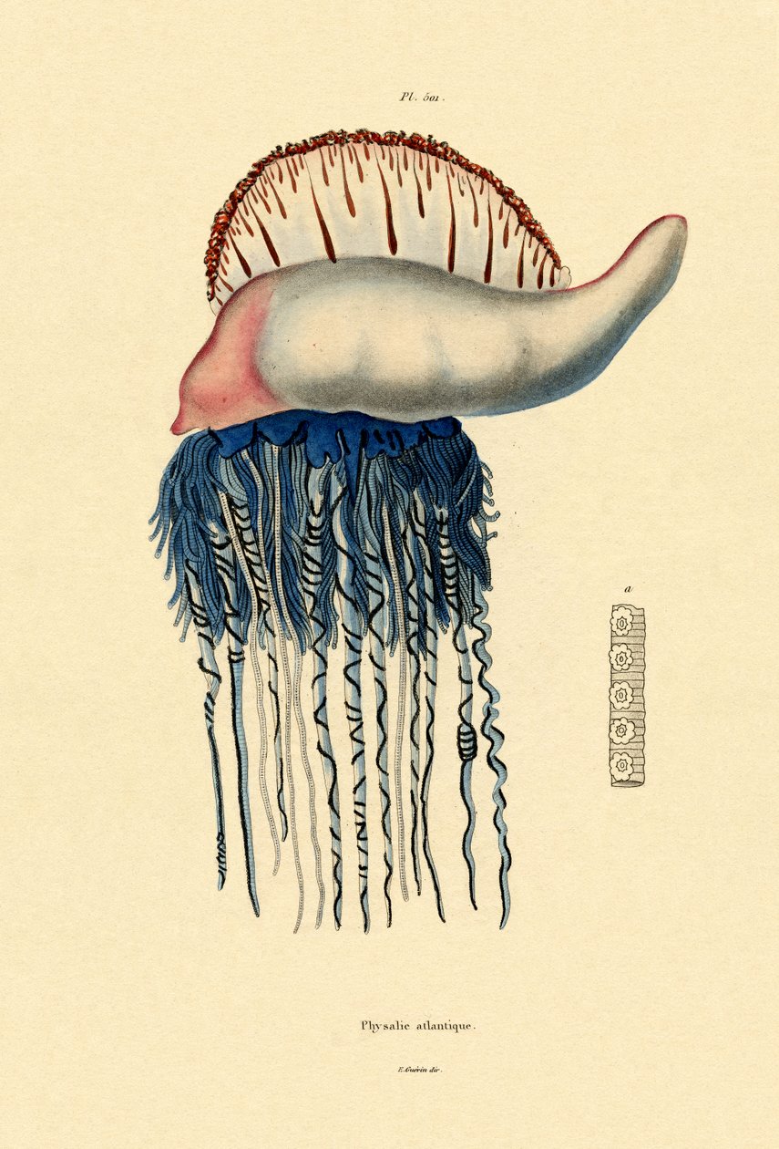 رجل الحرب البرتغالي ، 1833-1839 بواسطة المدرسة الفرنسية