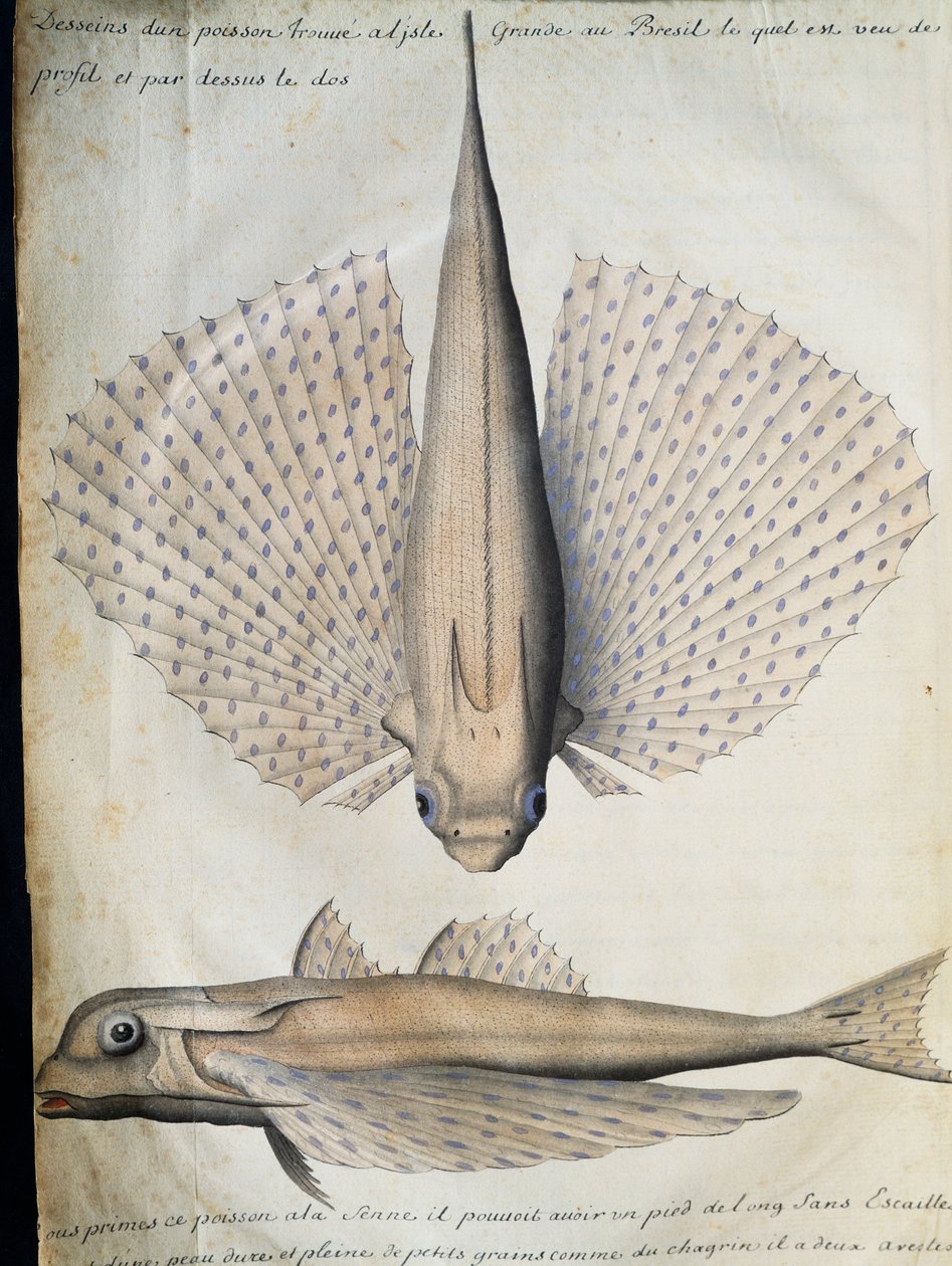 Profile and back of winged fish, Big Island, Brazil, watercolour from log book by Jacques Gouin de Beauchesne (1652-1730), captain of Compagnie royale de la Mer du Sud, from 1698 to 1701, France بواسطة المدرسة الفرنسية