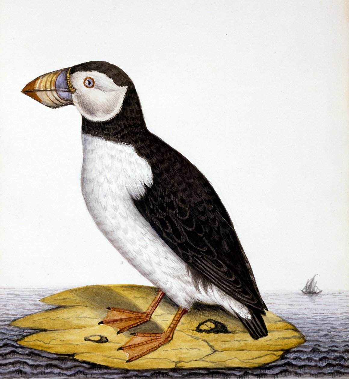 بوفين ، fratercula مارون ، c.1840 (مرحاض على ورق) بواسطة المدرسة الفرنسية