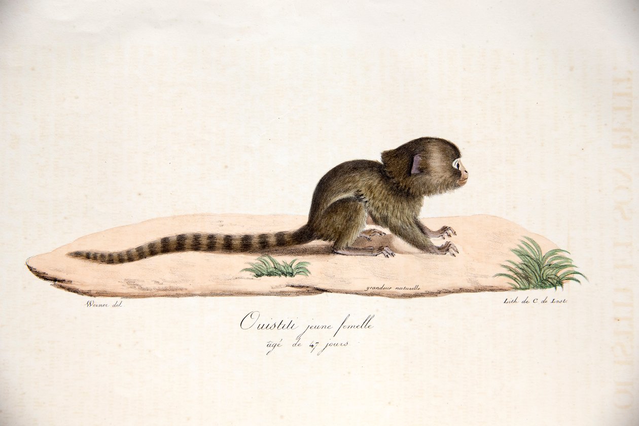 Pygmy Marmoset ، من التاريخ الطبيعي للثدييات ، مع شخصيات أصلية ، بقلم إتيان جوفروي سانت هيلير وفريديريك كوفييه ، 1824-42 بواسطة المدرسة الفرنسية