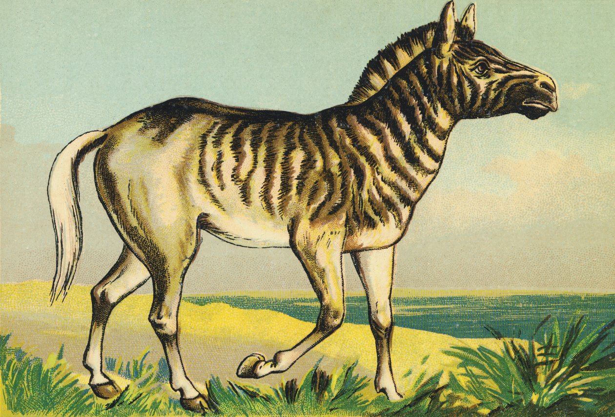 Q مثل Quagga (أو couagga ، سلالات حمار وحشي مصبوغة في عام 1883) بواسطة المدرسة الفرنسية