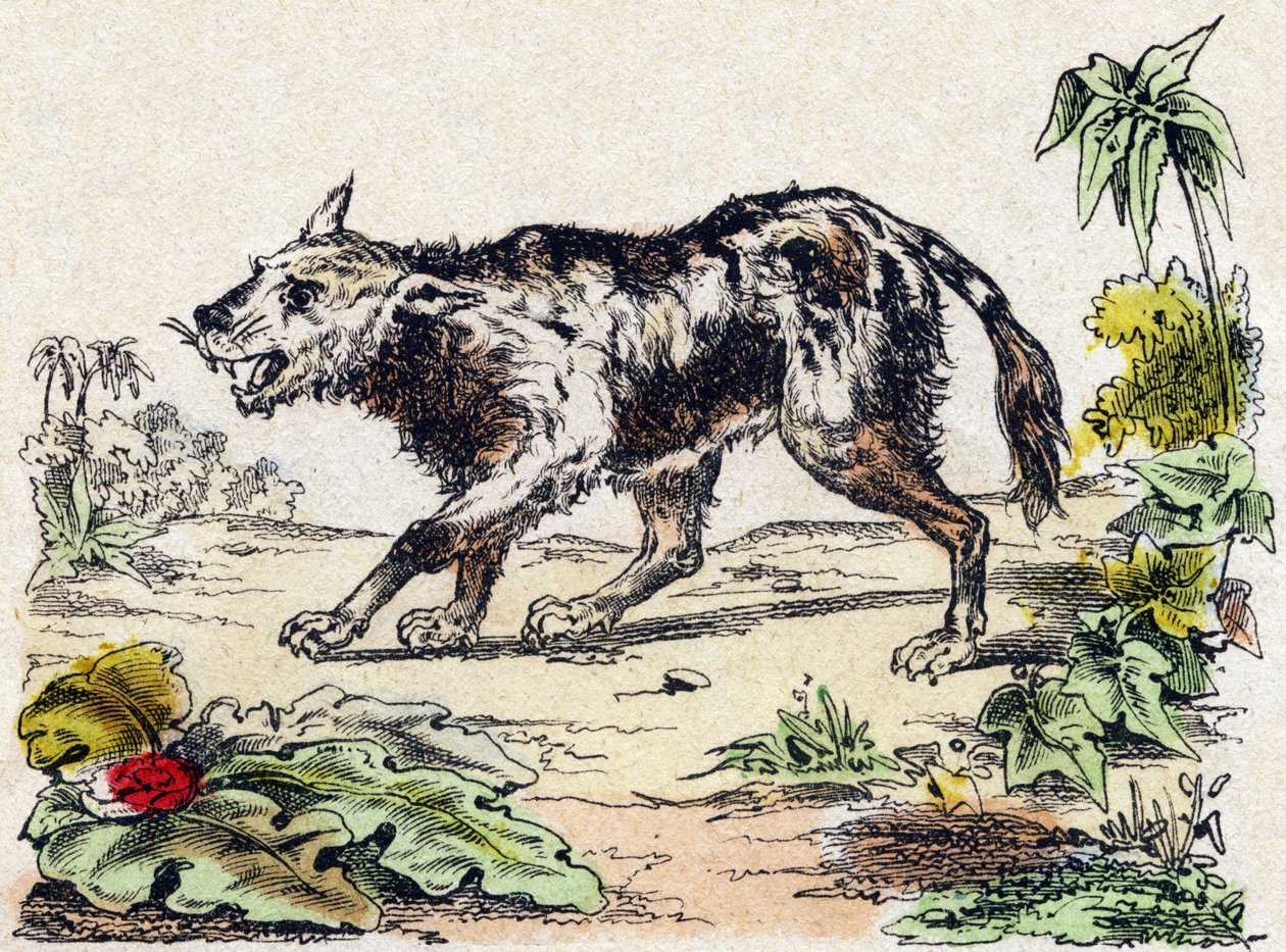 Quachy (أنواع من أسد الكلب من أمريكا الجنوبية). نقش في "" Alphabet des animaux sauvages "". 9th الدوري. صور إبينال ، بيليرين ، ناشر طابعة ، حوالي عام 1870. نقوش على الخشب ، مطبوعة. 16 صفحة. الأبعاد: 20 × 15 سم. مجموعة خاصة بواسطة المدرسة الفرنسية