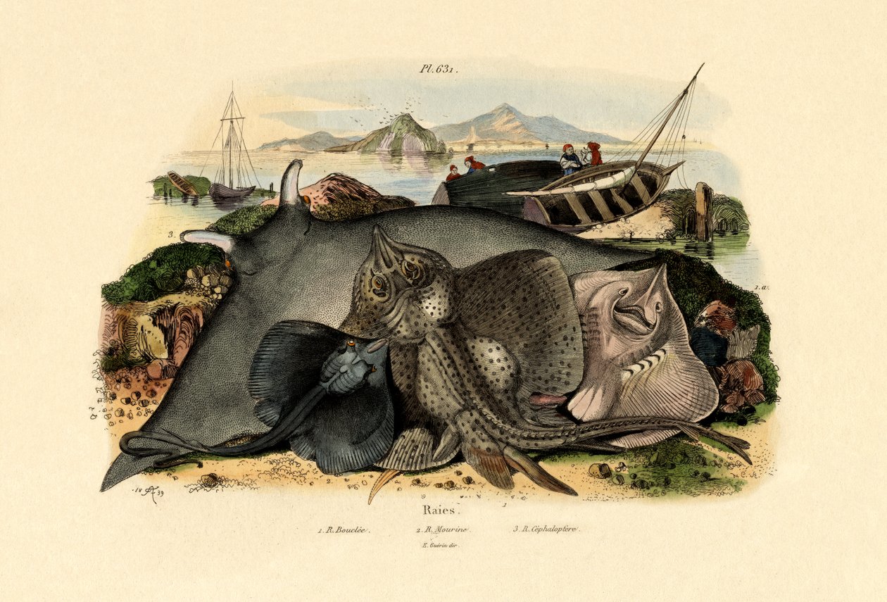 الأشعة ، 1833-1839 بواسطة المدرسة الفرنسية