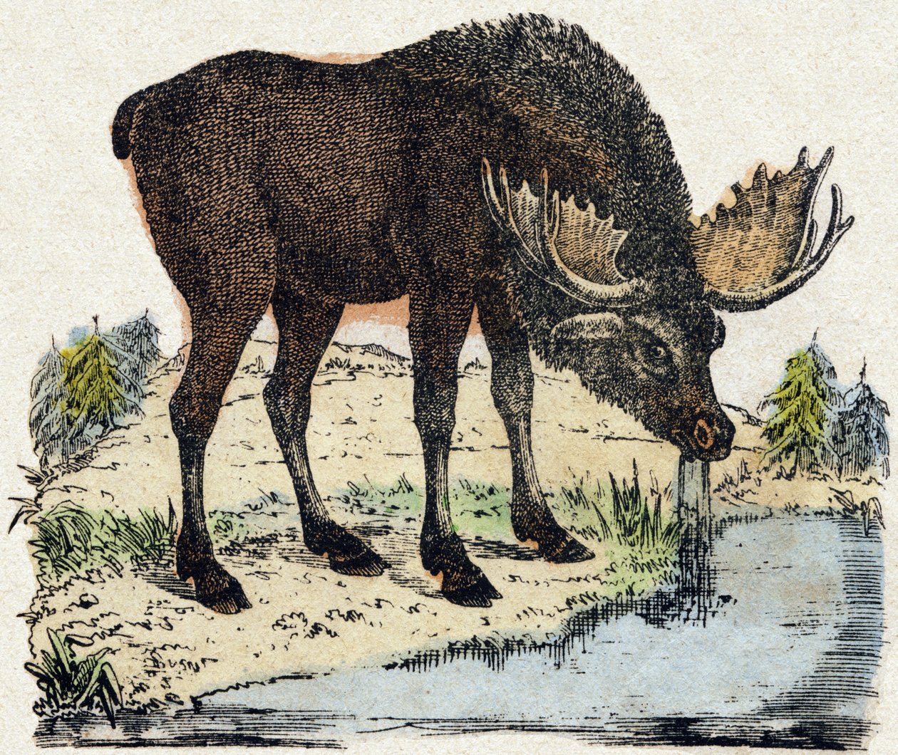 الرنة. نقش في "" Alphabet des animaux sauvages "". 9th الدوري. صور إبينال ، بيليرين ، ناشر طابعة ، حوالي عام 1870. نقوش على الخشب ، مطبوعة. 16 صفحة. الأبعاد: 20 × 15 سم. مجموعة خاصة بواسطة المدرسة الفرنسية