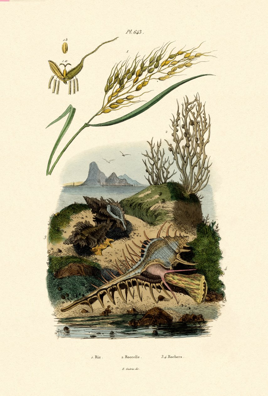 رايس ، 1833-1839 بواسطة المدرسة الفرنسية