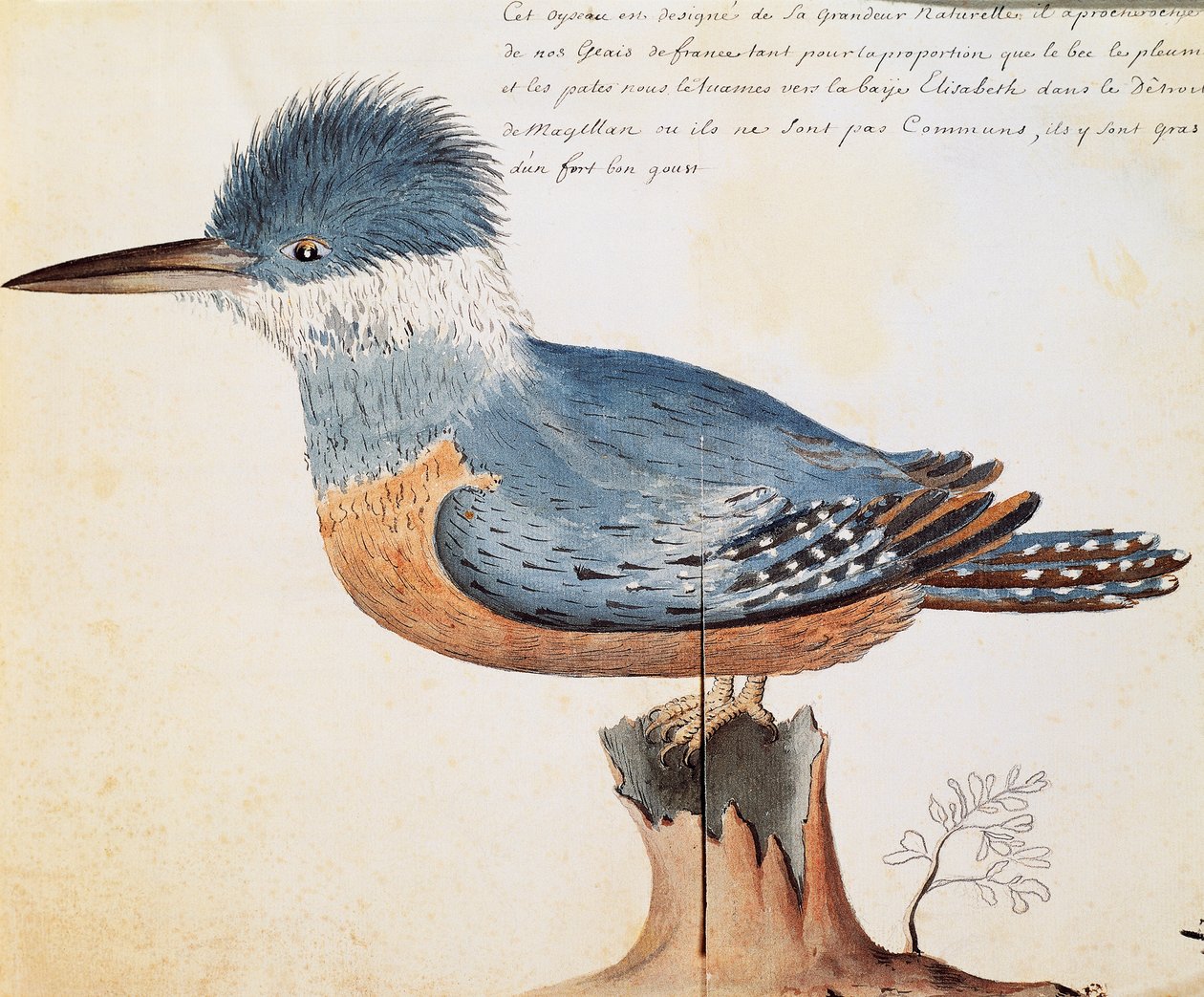 Ringed Kingfisher (Megaceryle torquata), Elizabeth Bay, Strait of Magellan, watercolour from log book by Jacques Gouin de Beauchesne (1652-1730), captain of Compagnie royale de la Mer du Sud, from 1698 to 1701, France بواسطة المدرسة الفرنسية