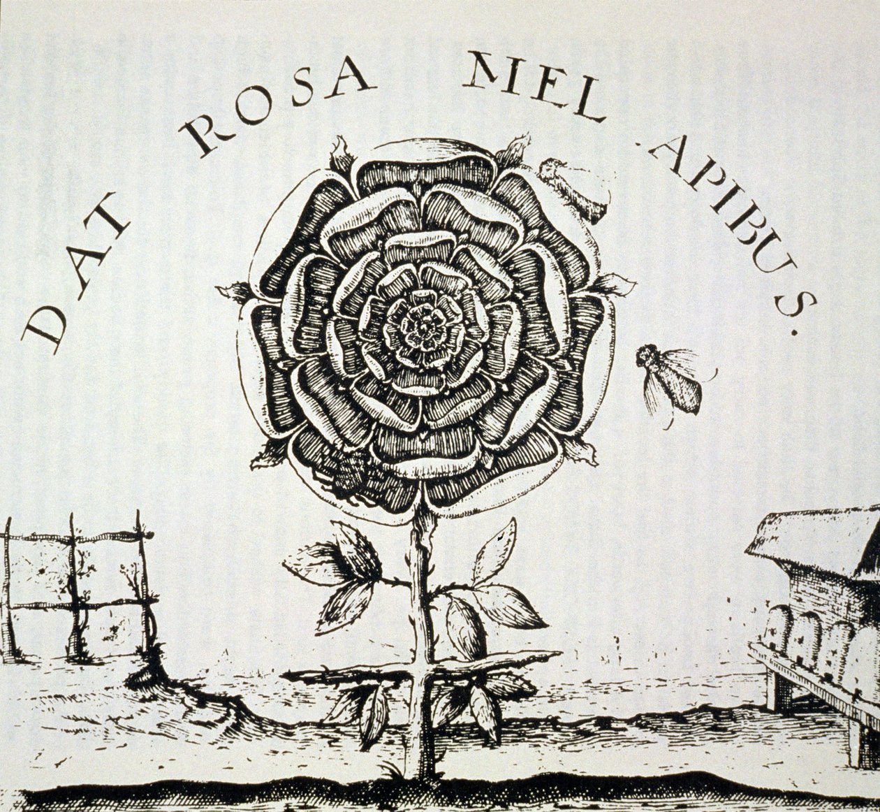 Rosicrucian Allegory ، نسخة من نقش يوهان ثيودور دي بري (c.1598) ، المستخدمة في تاريخ السحر ، نُشرت في أواخر القرن التاسع عشر بواسطة المدرسة الفرنسية