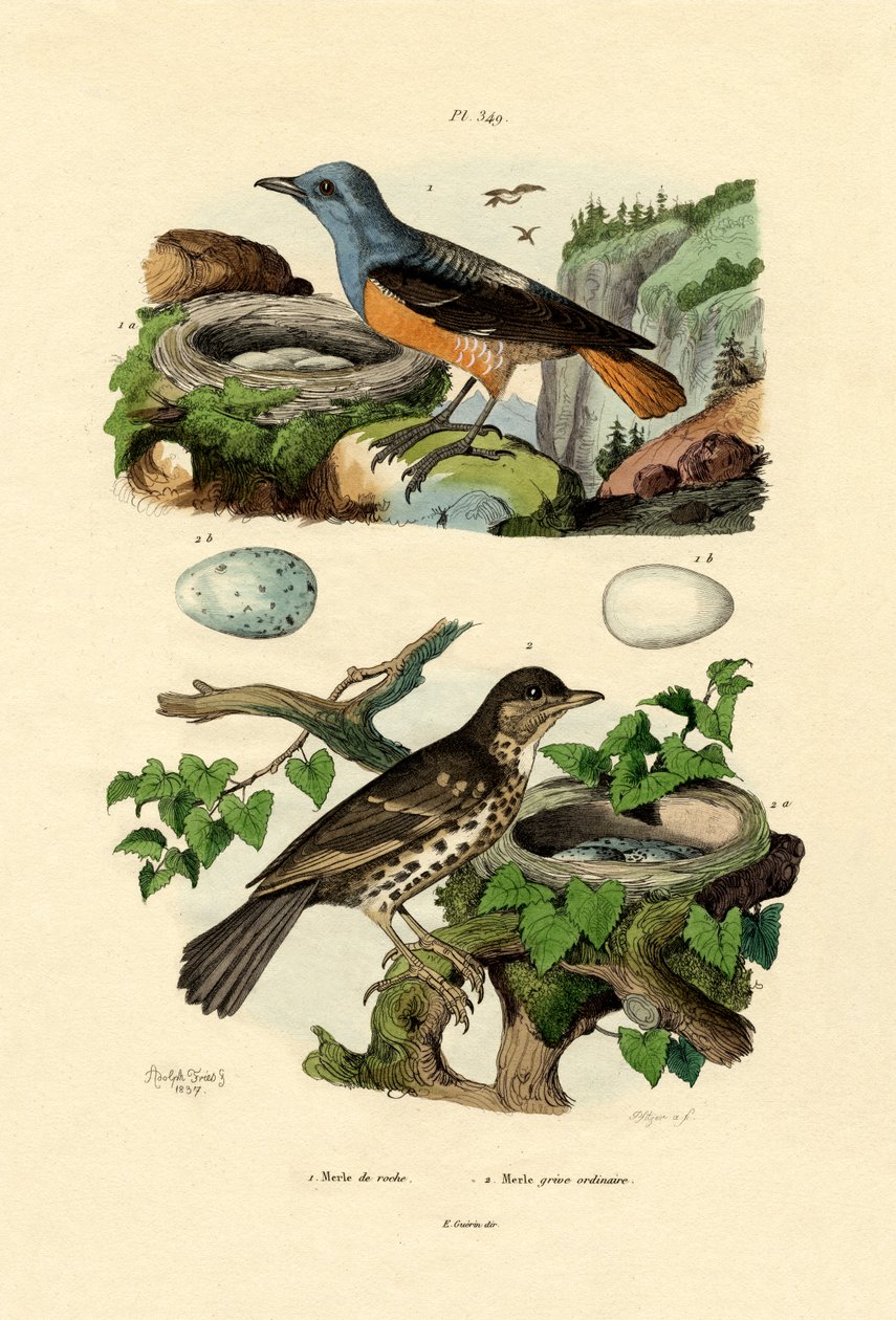 Roufus-tailed Rock-thrush ، Adolf Fries بواسطة المدرسة الفرنسية