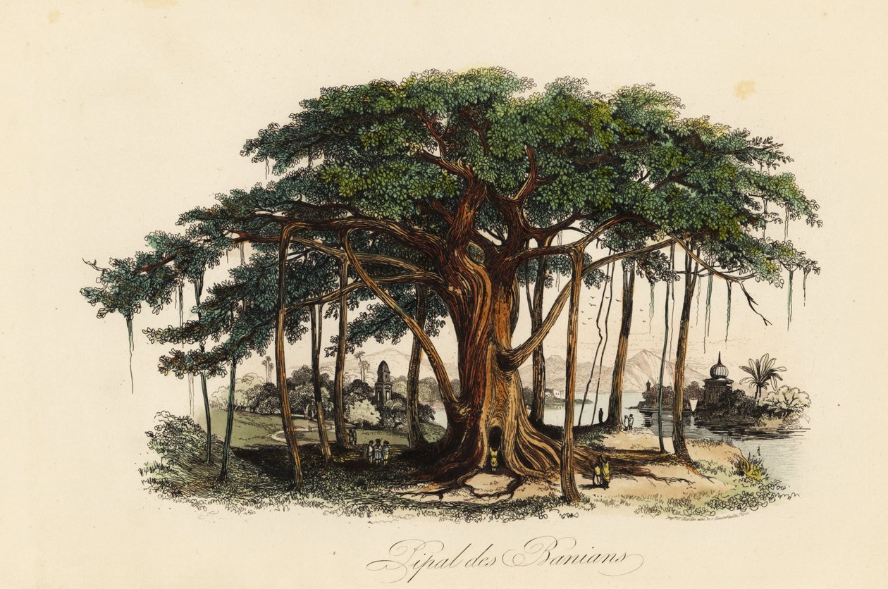 شجرة التين المقدسة ، Ficus Religiousiosa ، المعروفة أيضًا باسم شجرة bodhi ، أو شجرة البانيان ، أو شجرة الأثأب ، أو شجرة pippala ، أو شجرة peepul ، أو شجرة peepal أو شجرة Ashwattha بواسطة المدرسة الفرنسية
