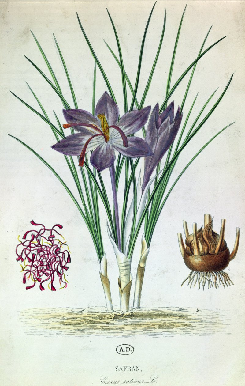 الزعفران (Crocus Sativus) بواسطة المدرسة الفرنسية